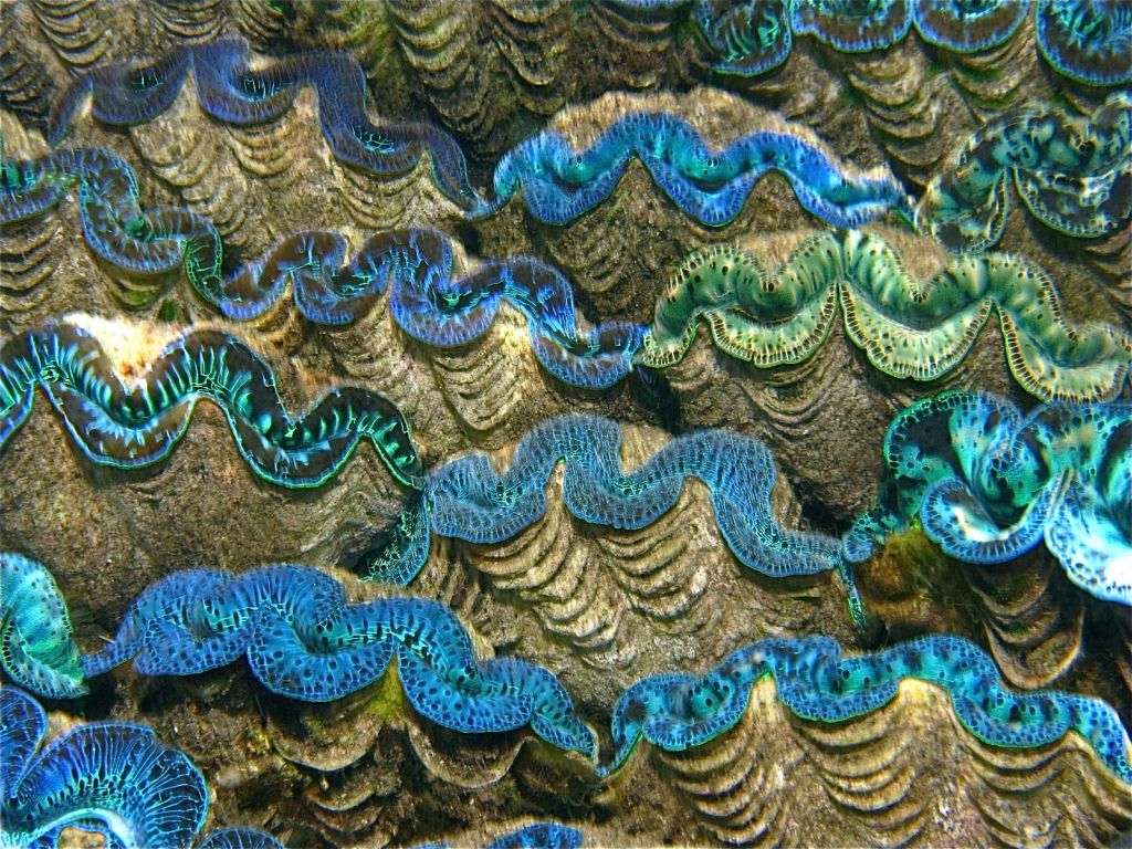 Muschel Tridacna maxima ultra Größe M 