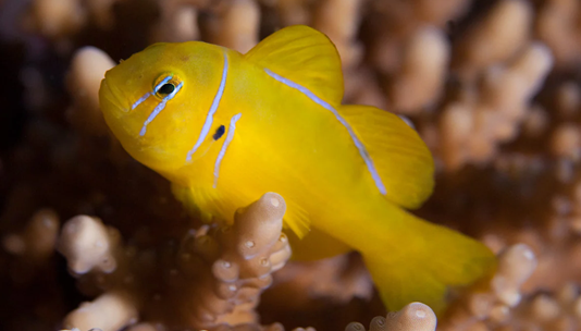 Gobiodon citrinus Zitronengrundel