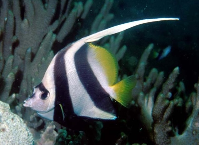 Heniochus acuminatus  Schwarm-Wimpelfisch