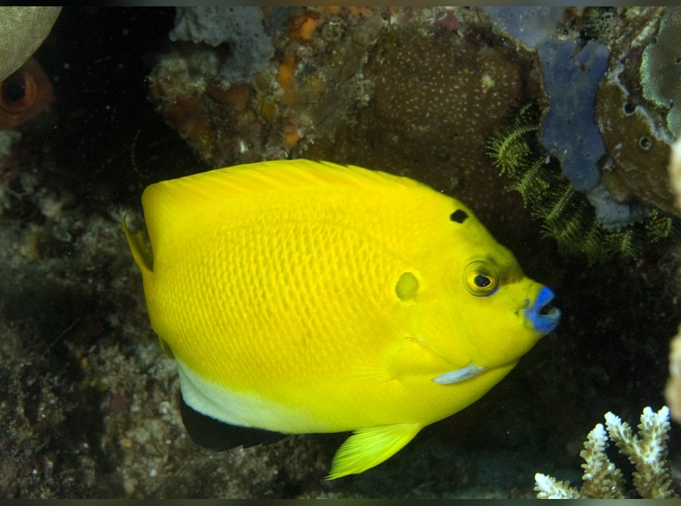 Kaiserfisch Apolemichthys trimaculatus M
