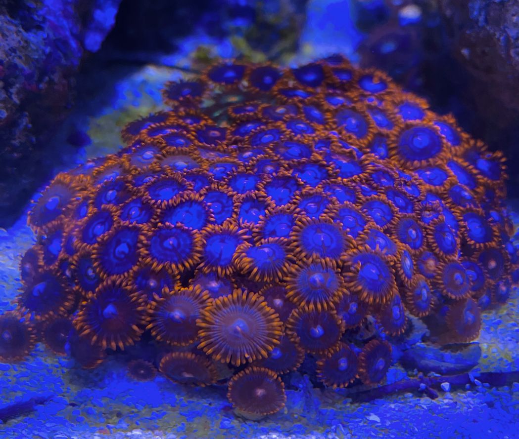 Zoanthus  Krustenanemone "Fire and Ice" - NZ