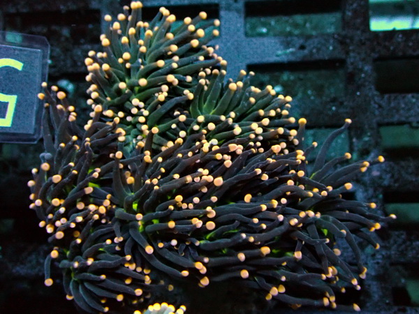 Euphyllia glabrescens- orange tip X green center - WYSIWYG