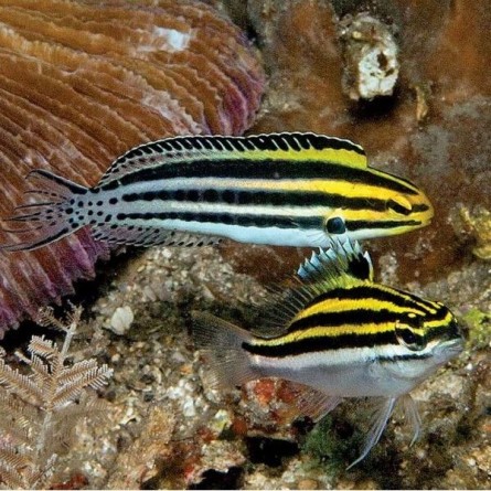 Meiacanthus grammistes Dreistreifen-Säbelzahnschleimfisch-M