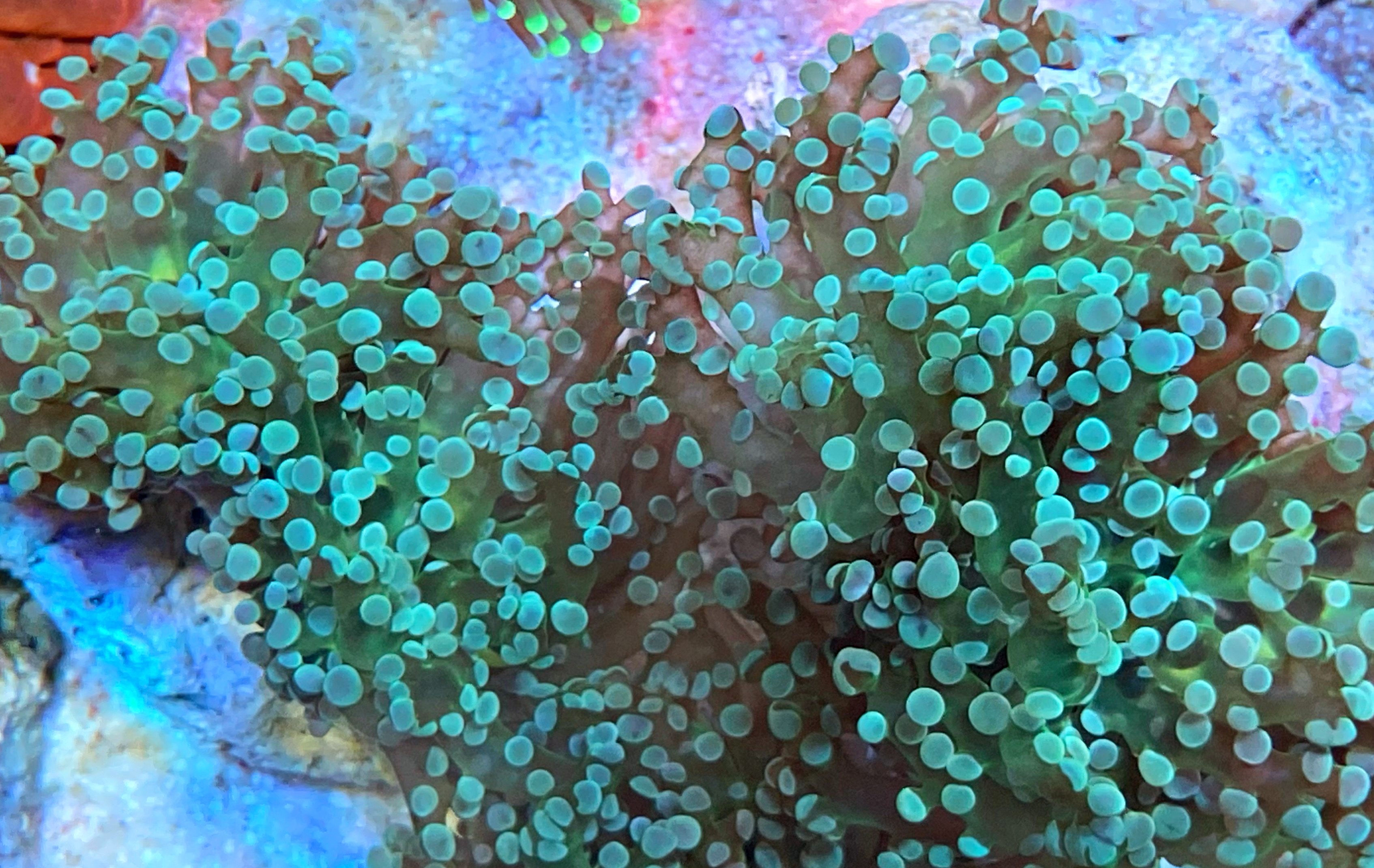 Euphyllia paradivisa - mint green
