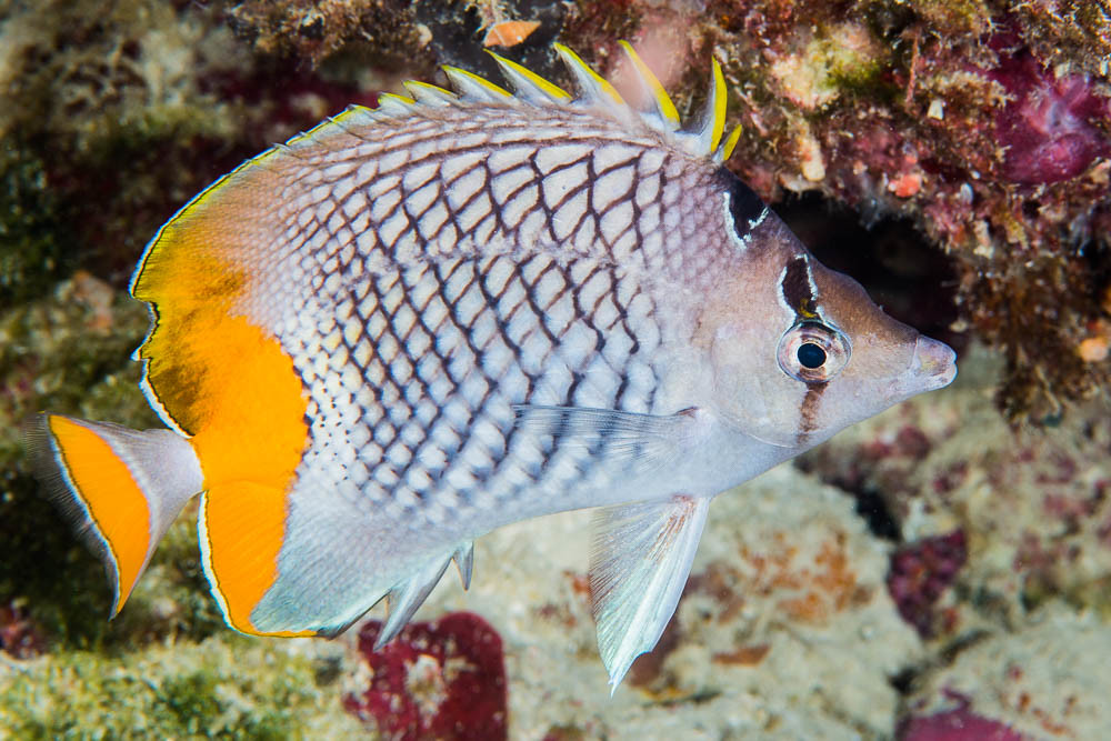 Chaetodon xanthurus Gitter Orangen-Falterfisch M