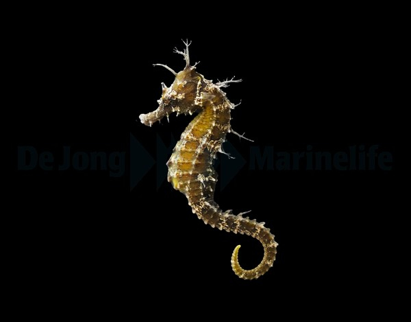  Hippocampus erectus Seepferdchen - NZ