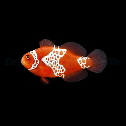 Amphiprion biaculeatus Panter  Nachzucht 