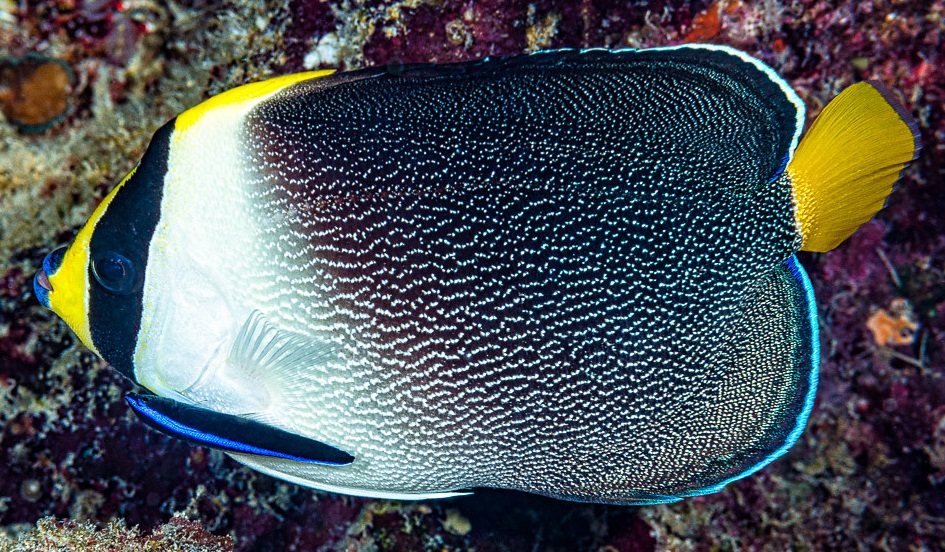 Chaetodontoplus mesoleucus Mond-Samtkaiserfisch