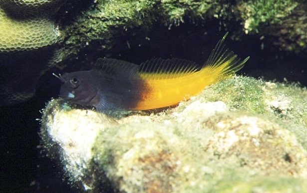 Ecsenius bicolor  Zweifarbige Schleimfisch
