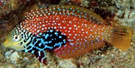 Macropharyngodon bipartitus Großzahn-Lippfisch