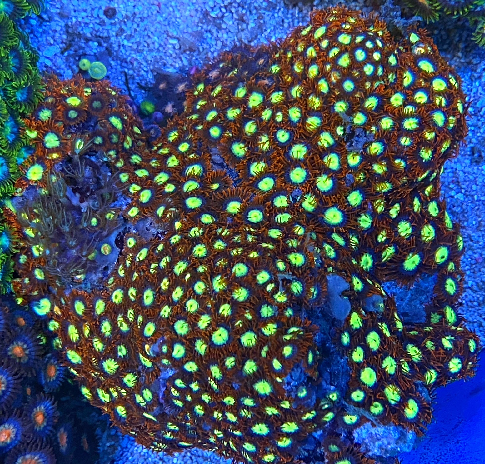 Zoanthus crystal Sunflower- Krustenanemone 