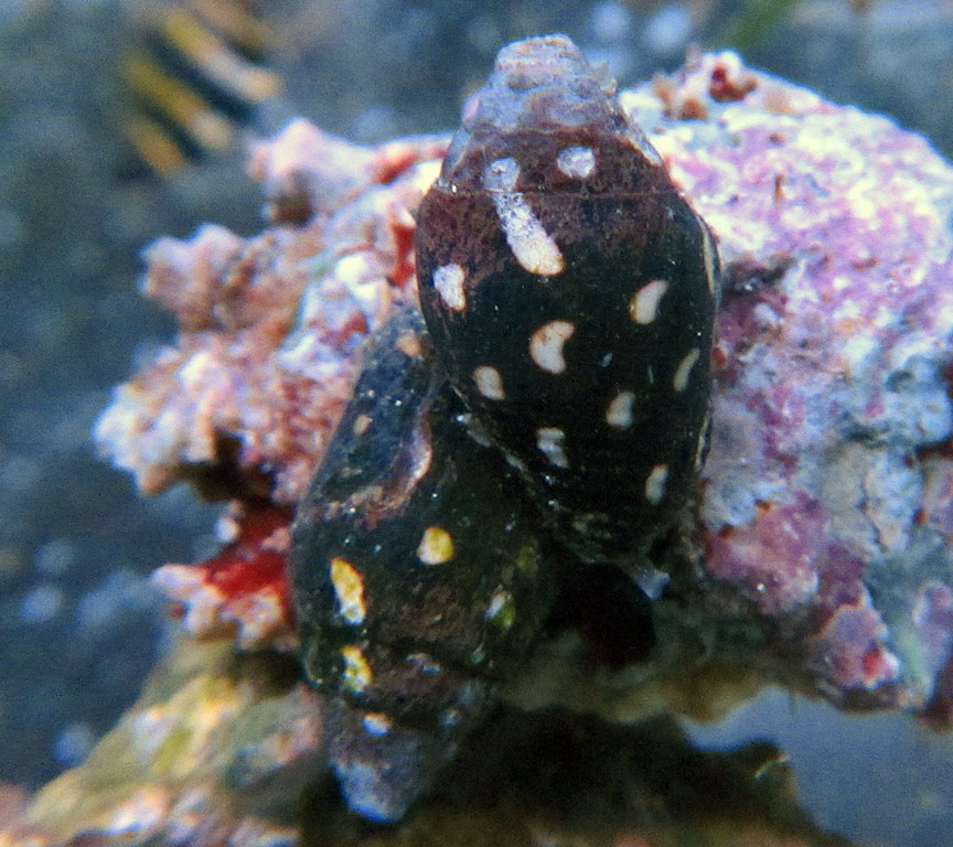Pictocolumbella ocellata Täubchenschnecken