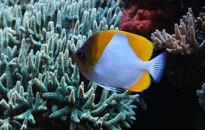 Hemitaurichthys polylepis - Gelber Pyramiden-Falterfisch