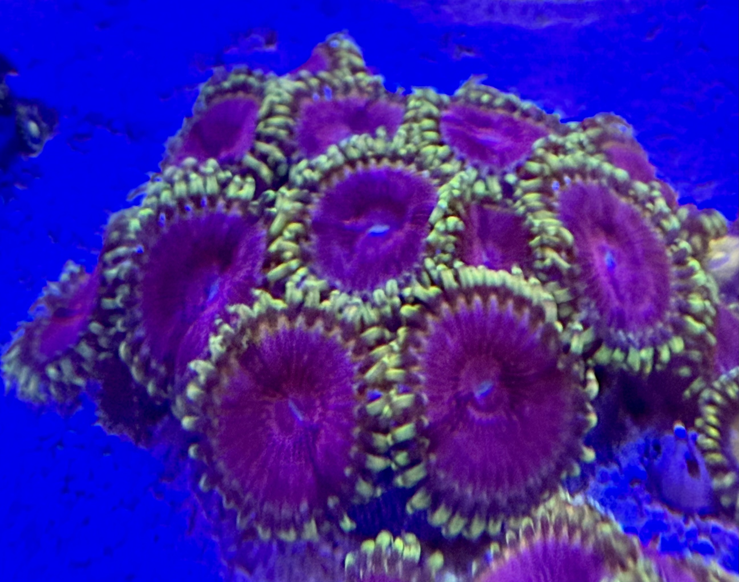 Zoanthus spec. - Krustenanemonen - Pink Diamond