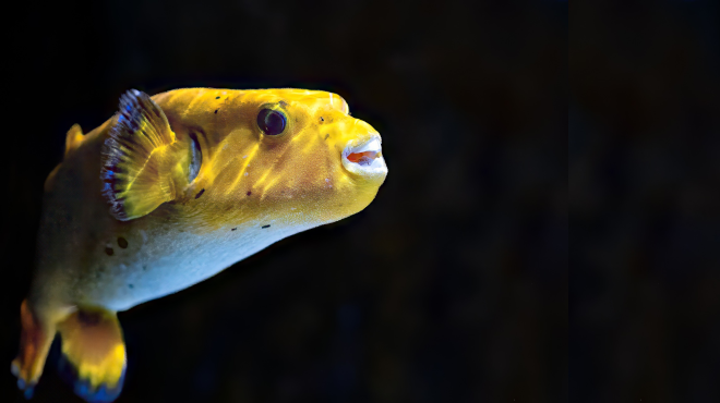 seltene meerwasseraquarium fische raritaet kaufen