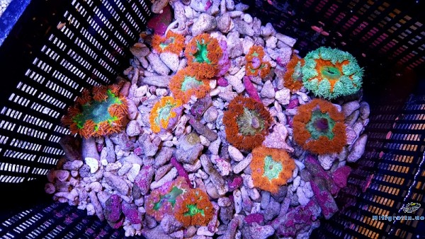 Phymanthus crucifer Perlenanemone - Rot - RARE