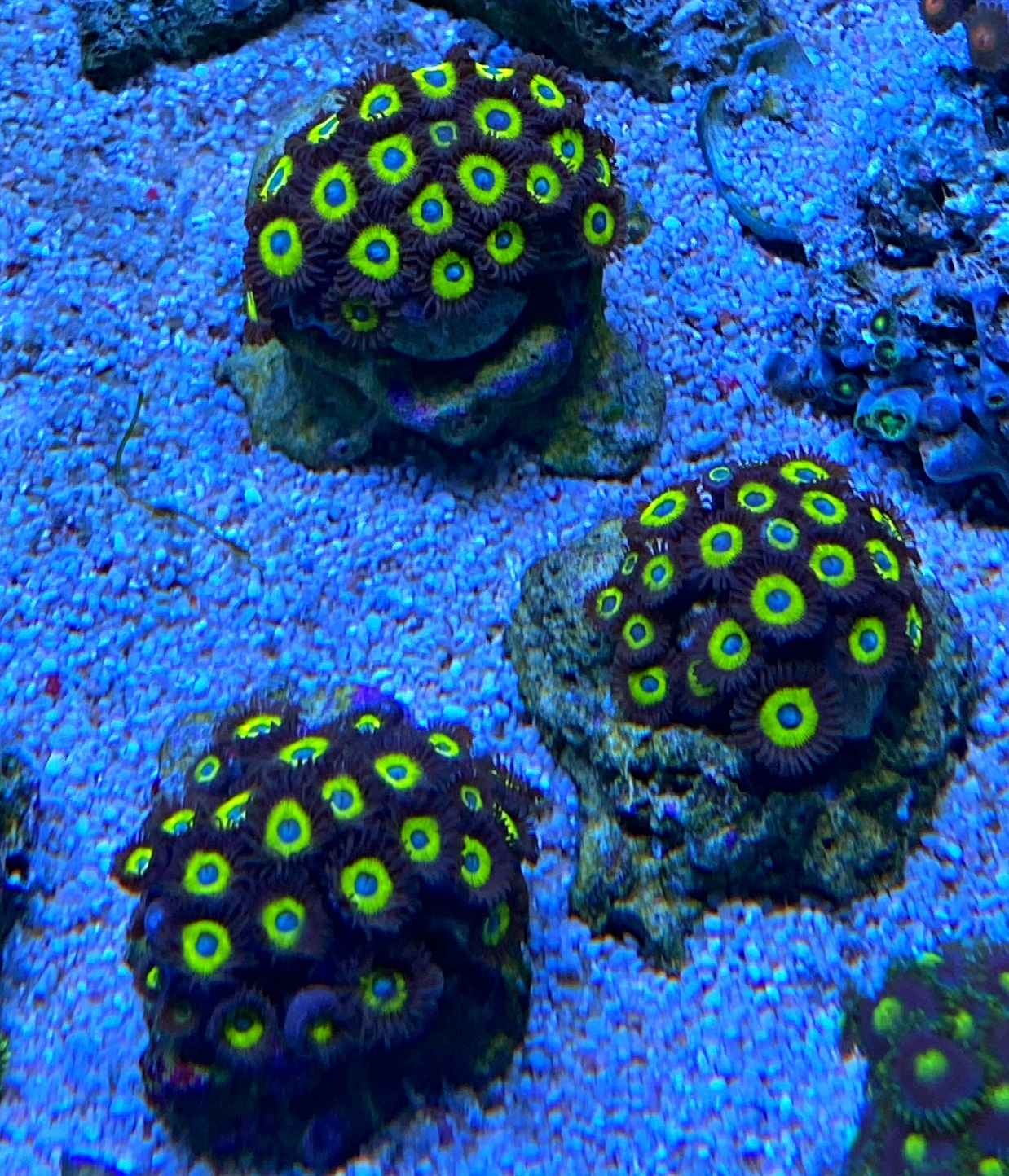 Zoanthus spec. - Krustenanemonen - Belladonna - NZ -S