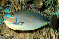 Naso vlamingii Masken-Nasendoktorfisch Malediven