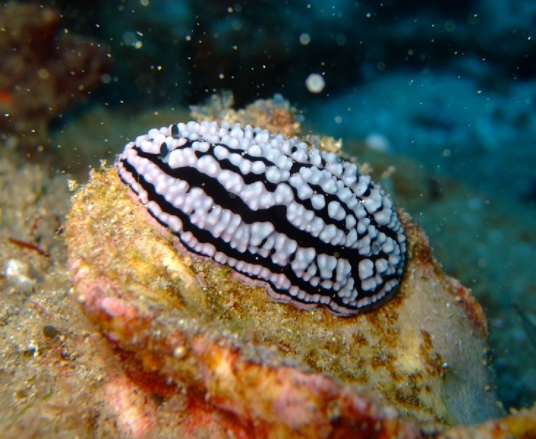 Phyllidiella Nigara Sp. Warzenschnecke