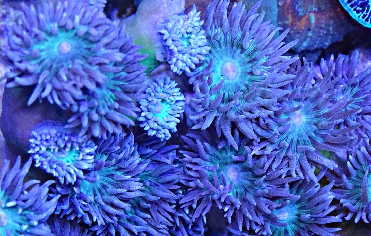 Duncanopsammia axifuga - Bartkoralle NZ 
