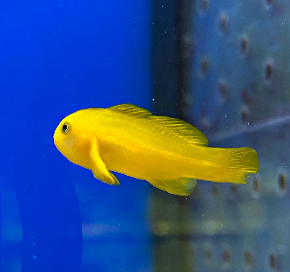 Gobiodon okinawae Gelbe Korallengrundel