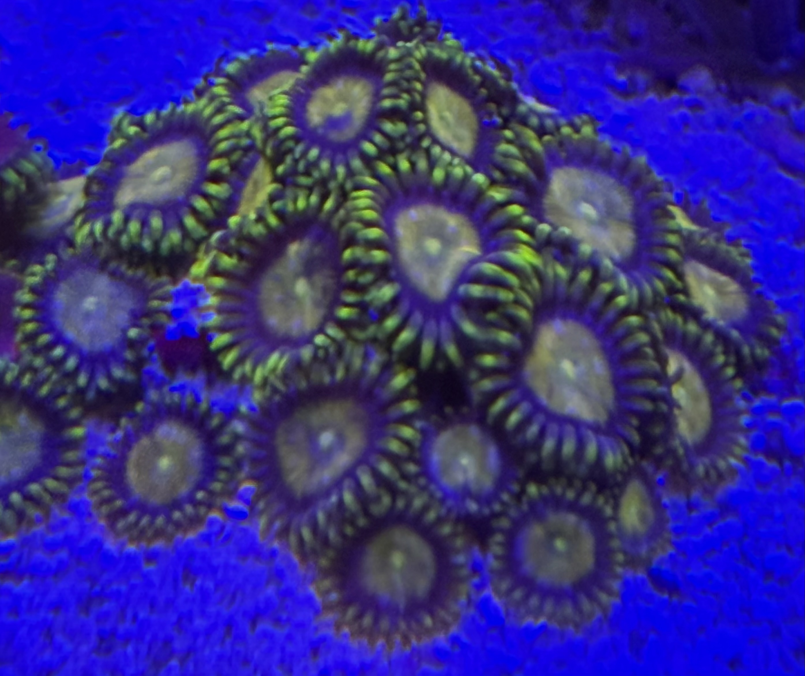 Zoanthus spec. - Krustenanemonen - Golden Nugget 