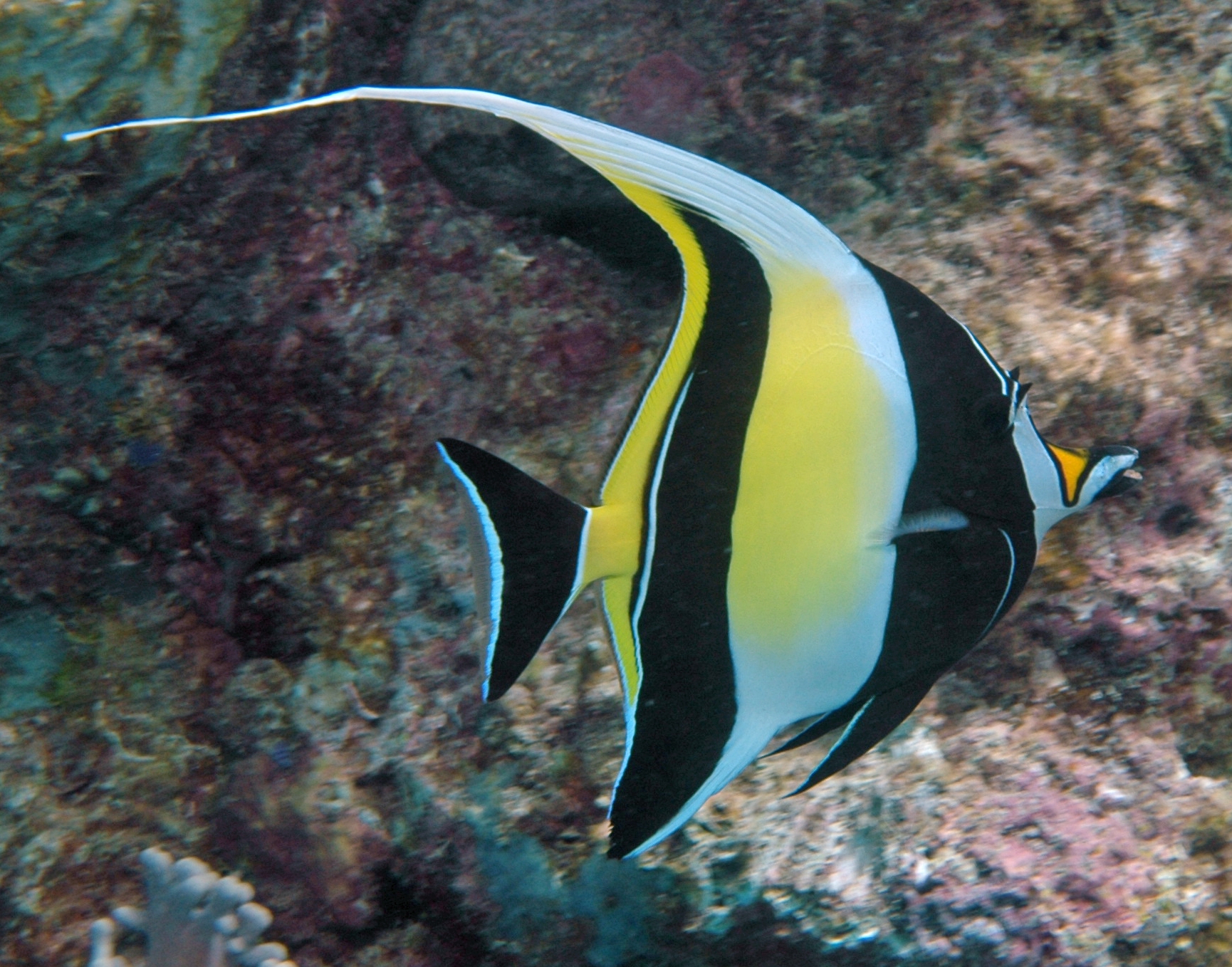 Zanclus cornutus - Halfterfisch M