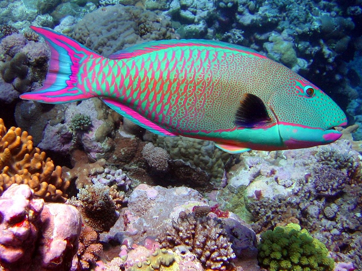 Cetoscarus bicolor Masken-Papageifisch Juvenil -S