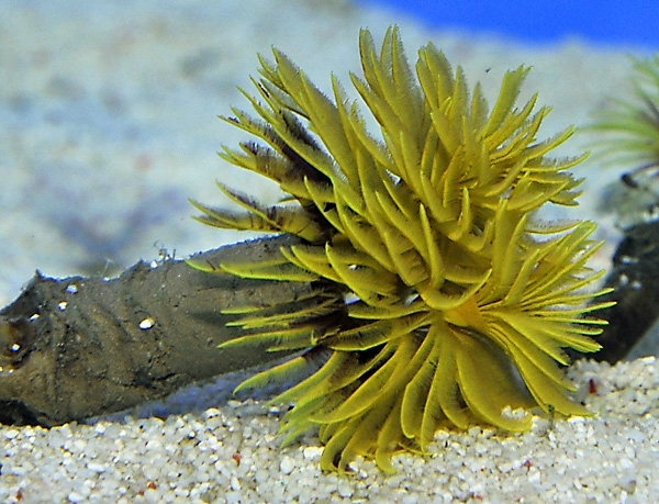 Röhrenwurm Sabellastarte yellow 