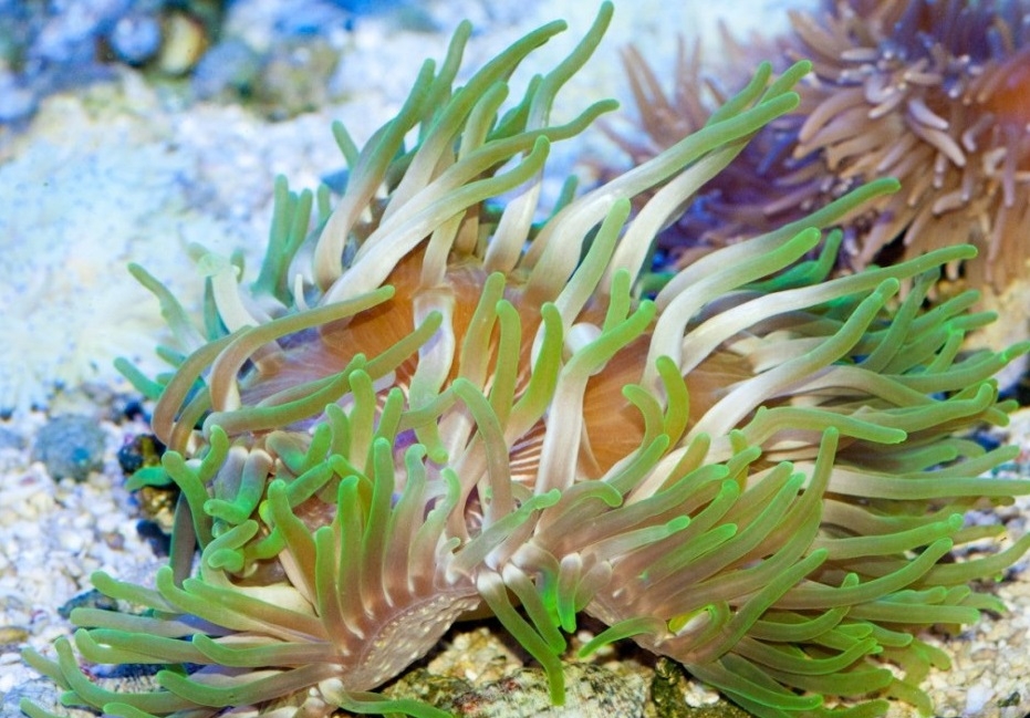 Macrodactyla doreensis Korkenzieher-Anemone  Color M