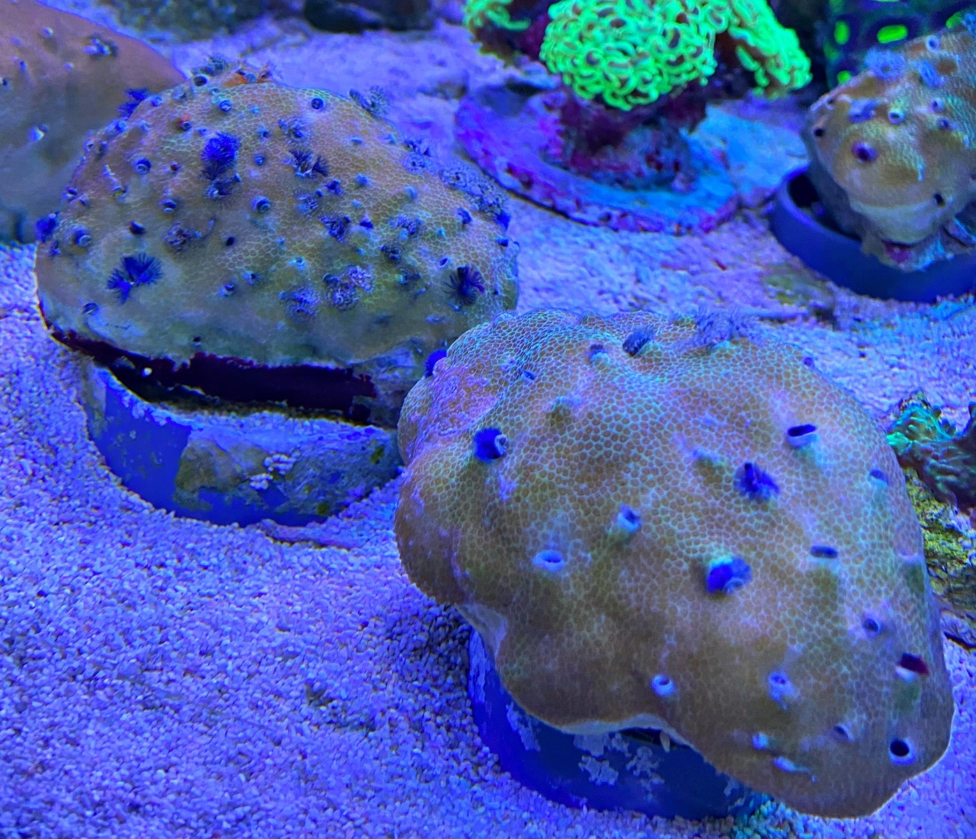 Porites lobata - Multicolor - M