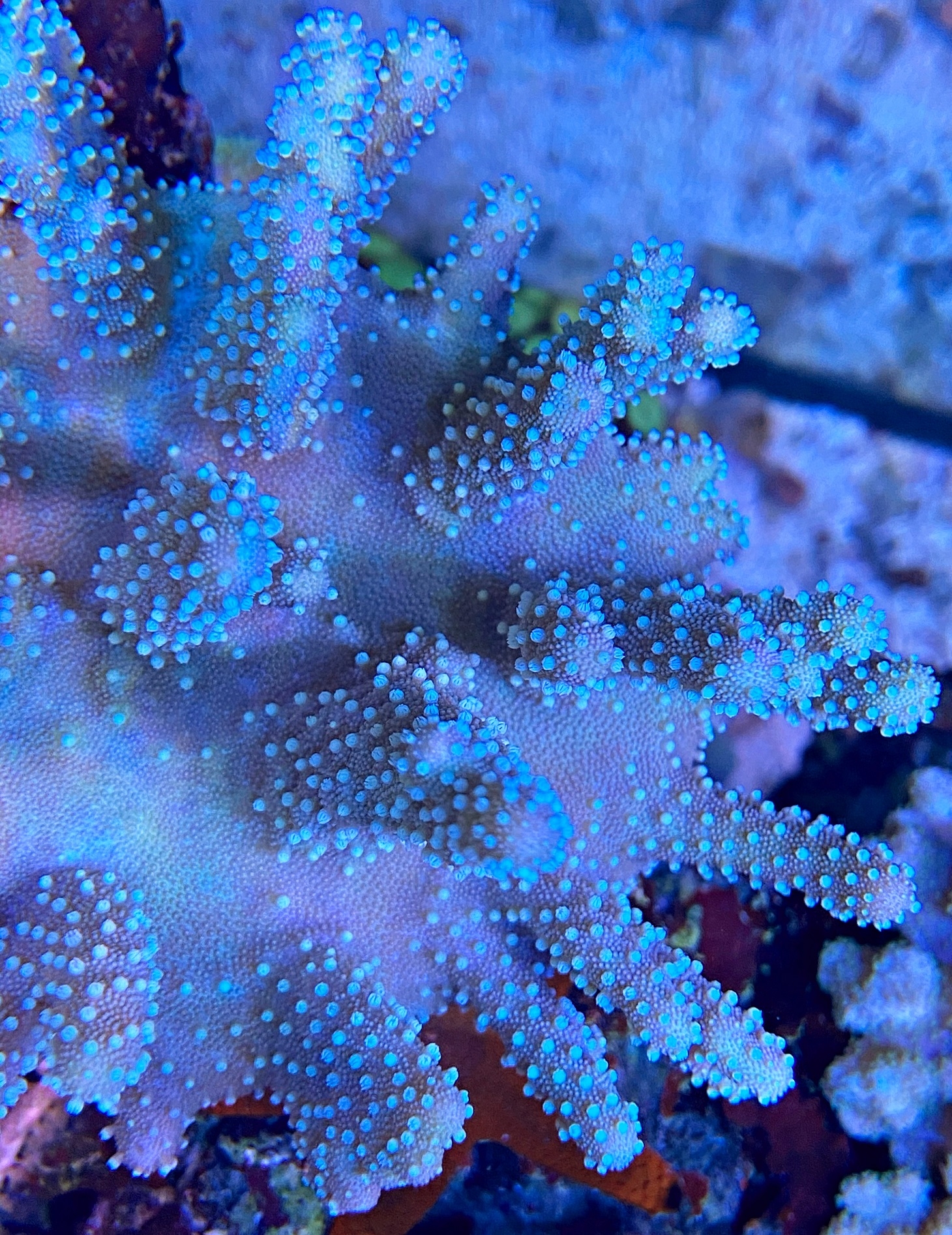Fingerlederkoralle Lobophytum pauciflorum