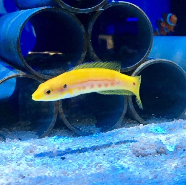 Bodianus bimaculatus - Zweipunkt-Lippfisch M
