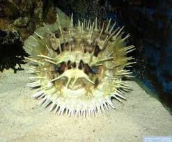 Igelfisch-Langstachel Diodon holocanthus/Histrix