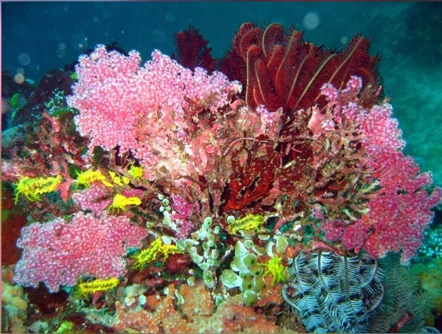 Colochirus robustus - Gelbe Seewalze