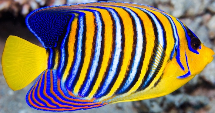 Pygoplites diacanthus PfauenKaiserfisch