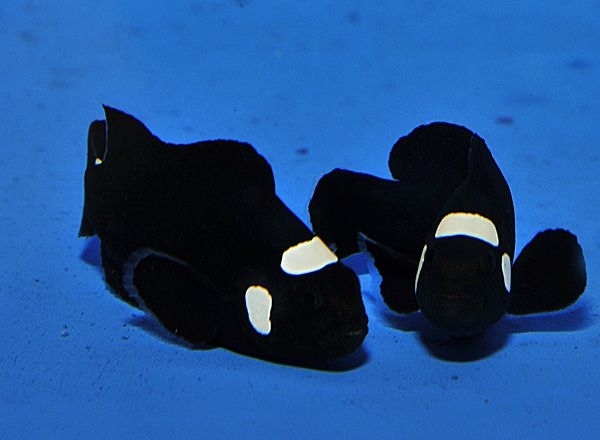 Amphiprion ocellaris domino NZ Paar