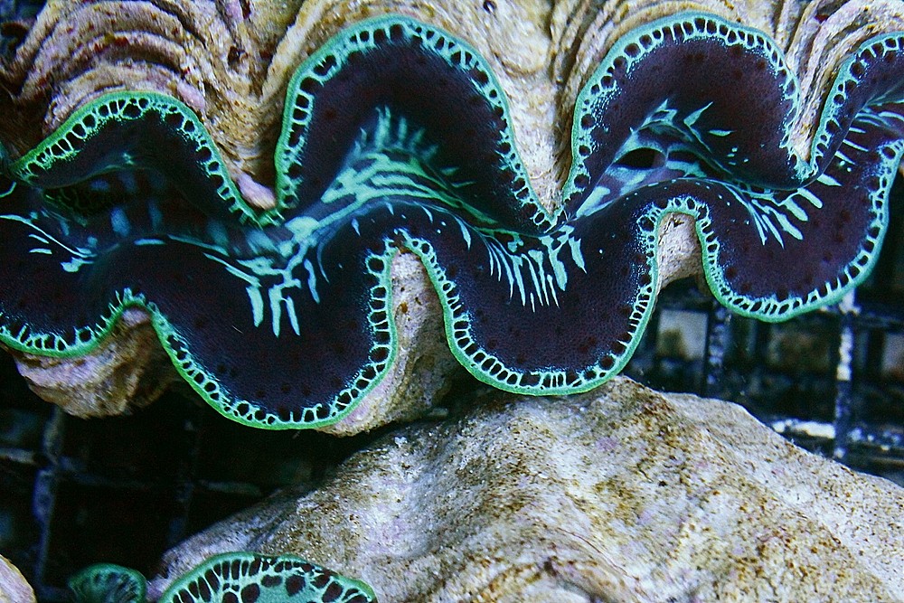 Muschel Tridacna maxima ultra Größe M 