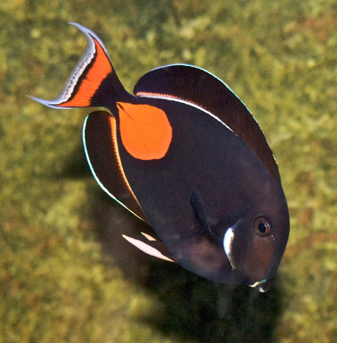 Achilles Doktorfisch - Acanthurus Achilles M
