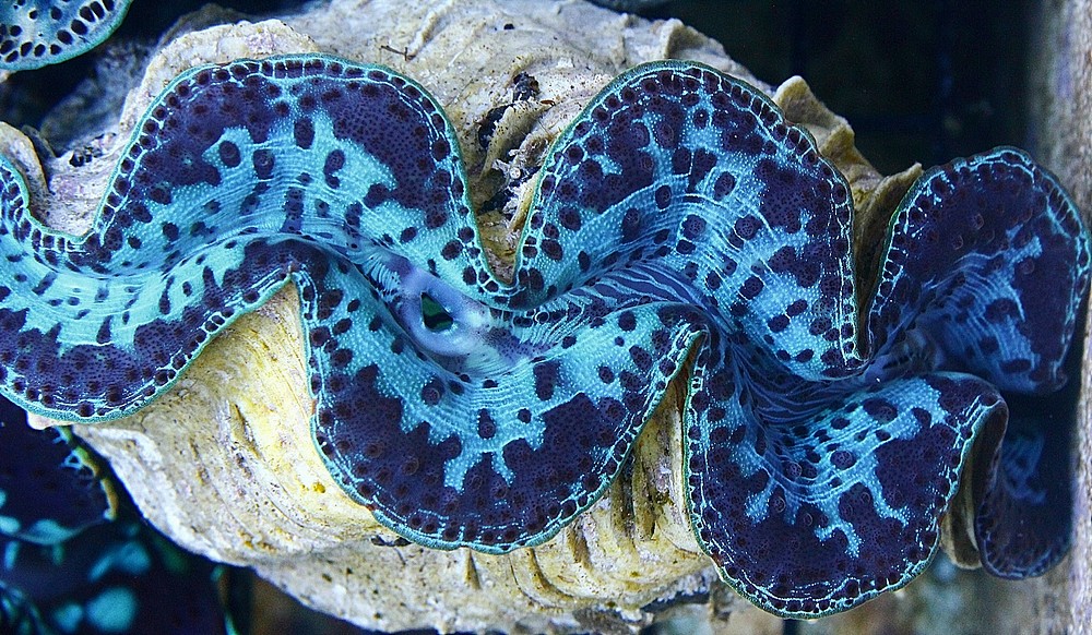 Muschel Tridacna maxima ultra Größe M 