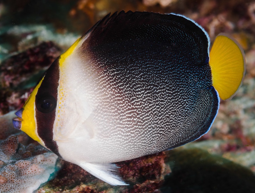 Chaetodontoplus mesoleucus Mond-Samtkaiserfisch M